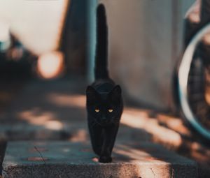 Превью обои кот, котенок, черный, прогулка
