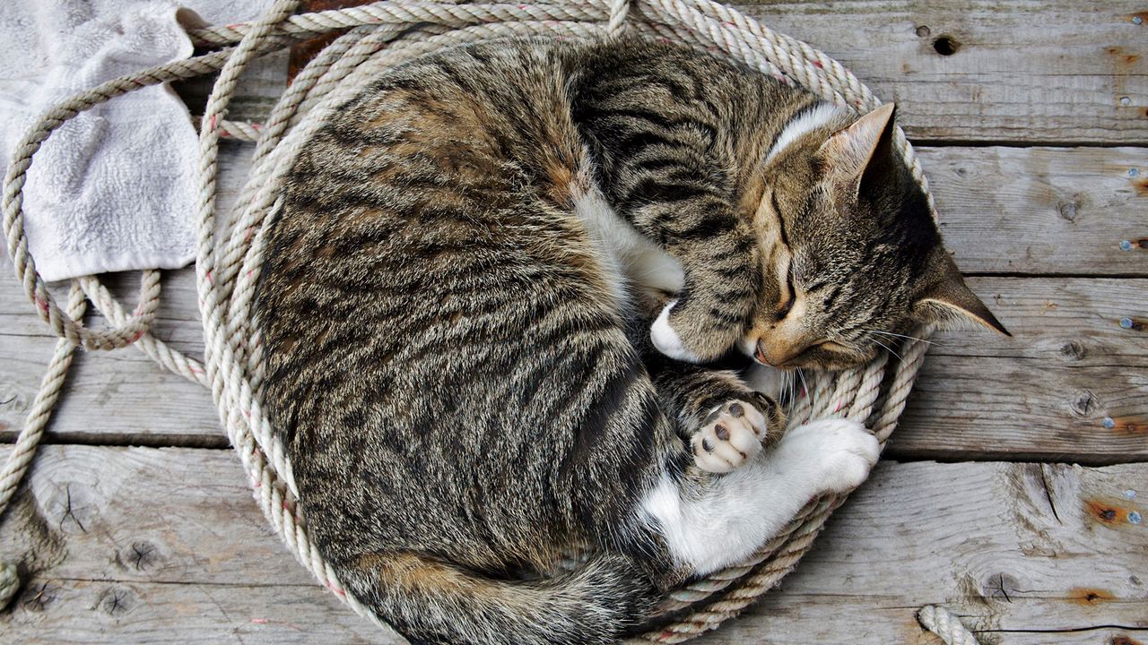 Обои кот, котенок, лежать, веревка, сон