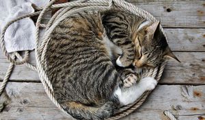Превью обои кот, котенок, лежать, веревка, сон