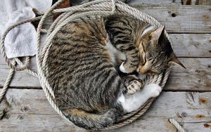 Превью обои кот, котенок, лежать, веревка, сон