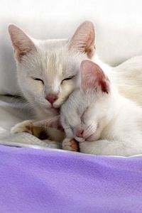 Превью обои кот, котенок, лежать, забота, постель, материал