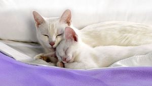 Превью обои кот, котенок, лежать, забота, постель, материал