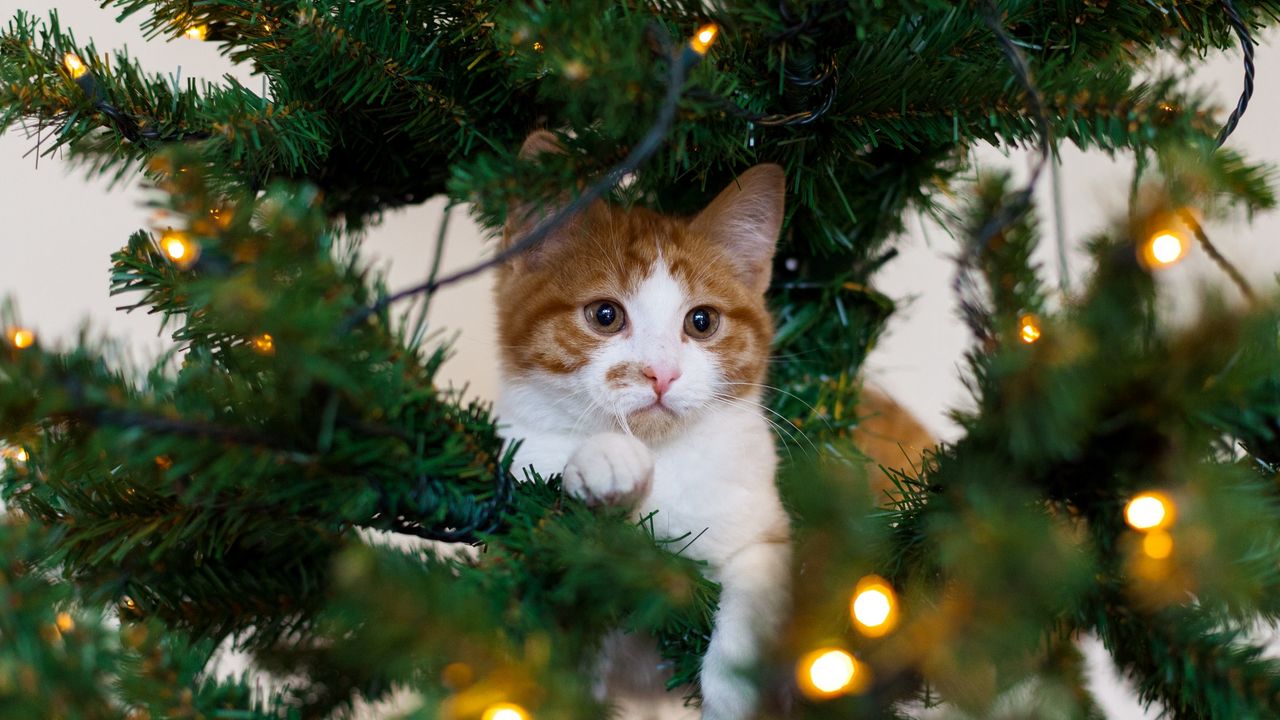 Обои кот, котенок, новогодняя елка, игривый