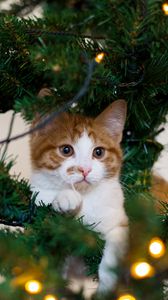 Превью обои кот, котенок, новогодняя елка, игривый