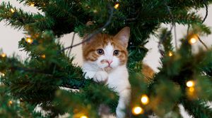 Превью обои кот, котенок, новогодняя елка, игривый
