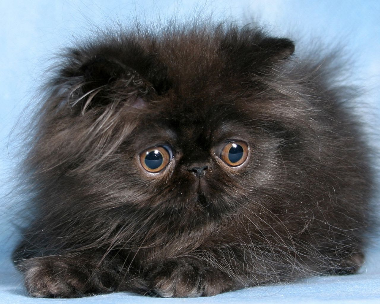 фото черных персидских котов