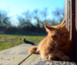 Превью обои кот, котенок, рыжий, лежит