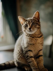 Превью обои кот, котенок, взгляд, уши, милый