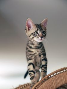 Превью обои кот, котенок, животное, питомец, милый