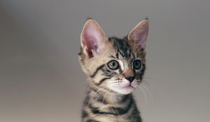 Превью обои кот, котенок, животное, питомец, милый