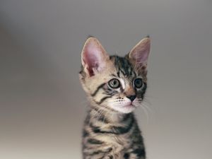 Превью обои кот, котенок, животное, питомец, милый