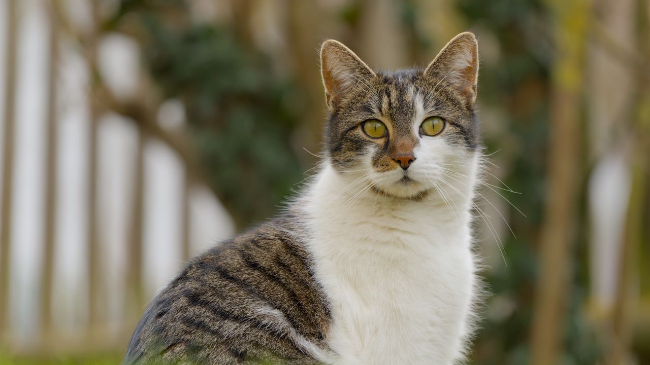 Обои кот, котик, питомец, блюр