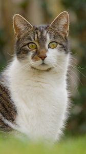 Превью обои кот, котик, питомец, блюр