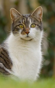 Превью обои кот, котик, питомец, блюр