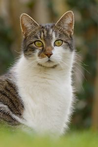 Превью обои кот, котик, питомец, блюр