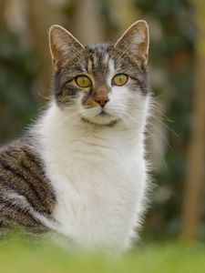 Превью обои кот, котик, питомец, блюр
