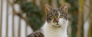 Превью обои кот, котик, питомец, блюр