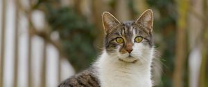 Превью обои кот, котик, питомец, блюр