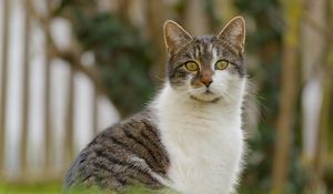 Превью обои кот, котик, питомец, блюр