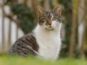 Превью обои кот, котик, питомец, блюр