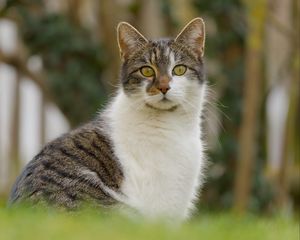 Превью обои кот, котик, питомец, блюр