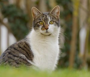 Превью обои кот, котик, питомец, блюр