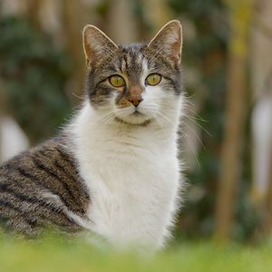 Превью обои кот, котик, питомец, блюр