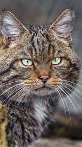 Превью обои кот, котик, полосы, усы, животное