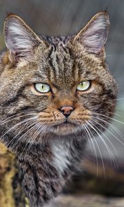 Превью обои кот, котик, полосы, усы, животное