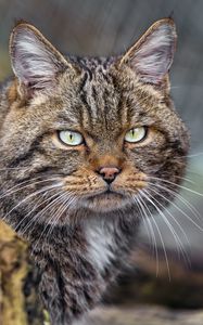 Превью обои кот, котик, полосы, усы, животное
