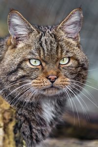 Превью обои кот, котик, полосы, усы, животное
