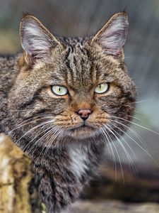 Превью обои кот, котик, полосы, усы, животное