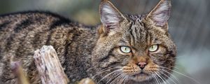 Превью обои кот, котик, полосы, усы, животное