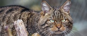 Превью обои кот, котик, полосы, усы, животное