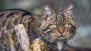 Превью обои кот, котик, полосы, усы, животное