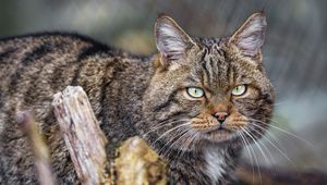 Превью обои кот, котик, полосы, усы, животное
