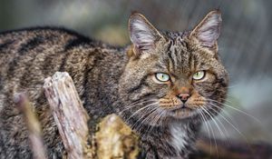 Превью обои кот, котик, полосы, усы, животное