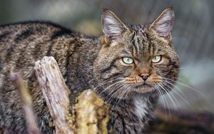 Превью обои кот, котик, полосы, усы, животное