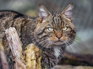Превью обои кот, котик, полосы, усы, животное