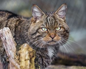 Превью обои кот, котик, полосы, усы, животное