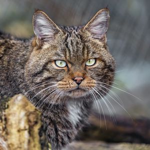 Превью обои кот, котик, полосы, усы, животное