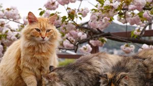 Превью обои кот, коты, животное, пушистый