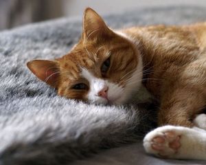 Превью обои кот, ковер, сон, отдых, лежать