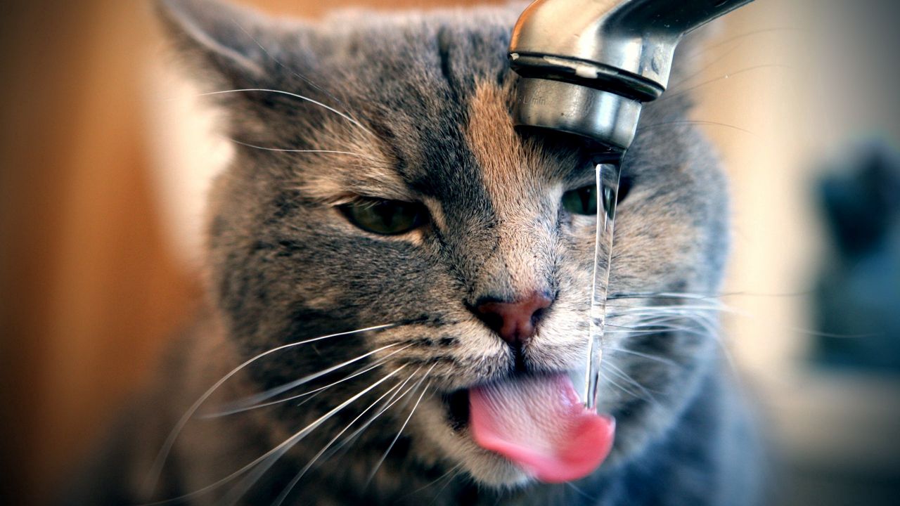Обои кот, кран, вода, капли, пить, жажда