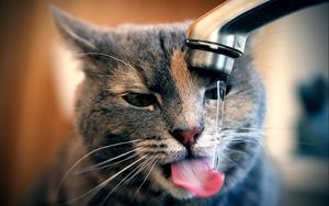 Превью обои кот, кран, вода, капли, пить, жажда