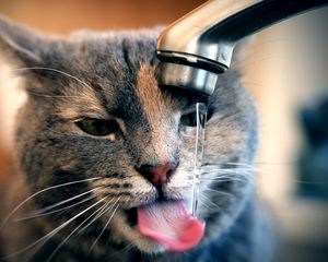 Превью обои кот, кран, вода, капли, пить, жажда
