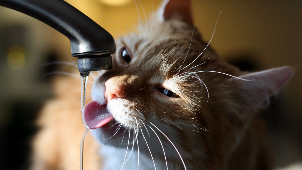 Обои кот, кран, вода, жажда