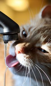 Превью обои кот, кран, вода, жажда