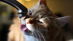 Превью обои кот, кран, вода, жажда