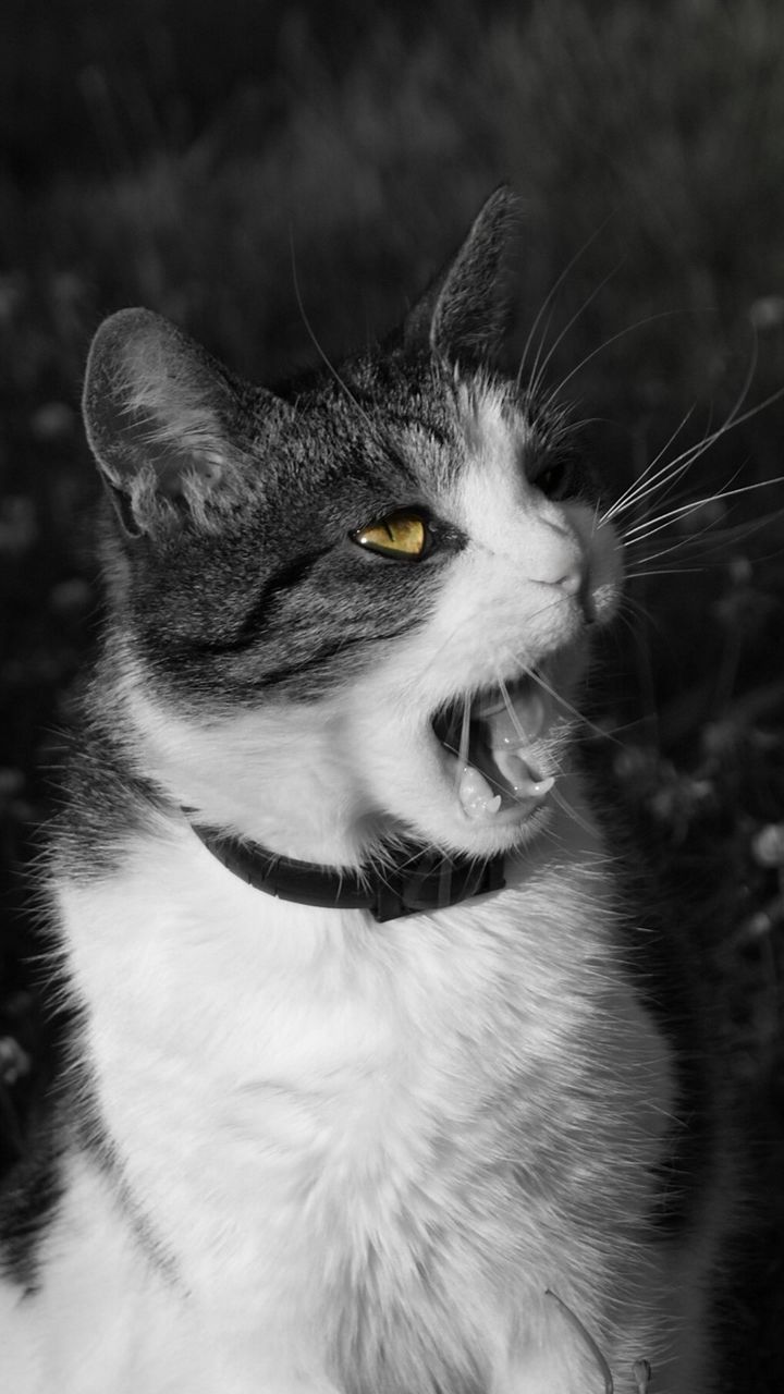 Крики котов. Кот хитрюга. Черно белый кричащий кот. Морда кота чб. Звук крик кошки
